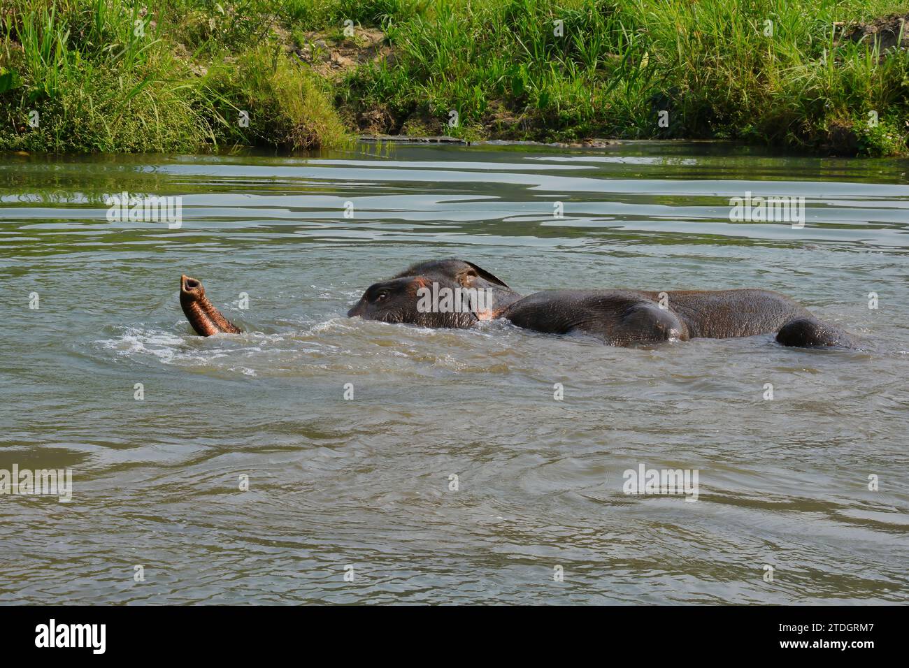 Un éléphant d'Asie, Elephas maximus, nageant profondément dans une rivière en utilisant sa trompe comme un tuba pour respirer, Thaïlande Banque D'Images