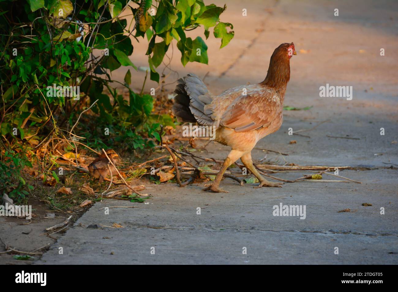 Un poulet avec des poussins traverse une rue en Thaïlande Banque D'Images