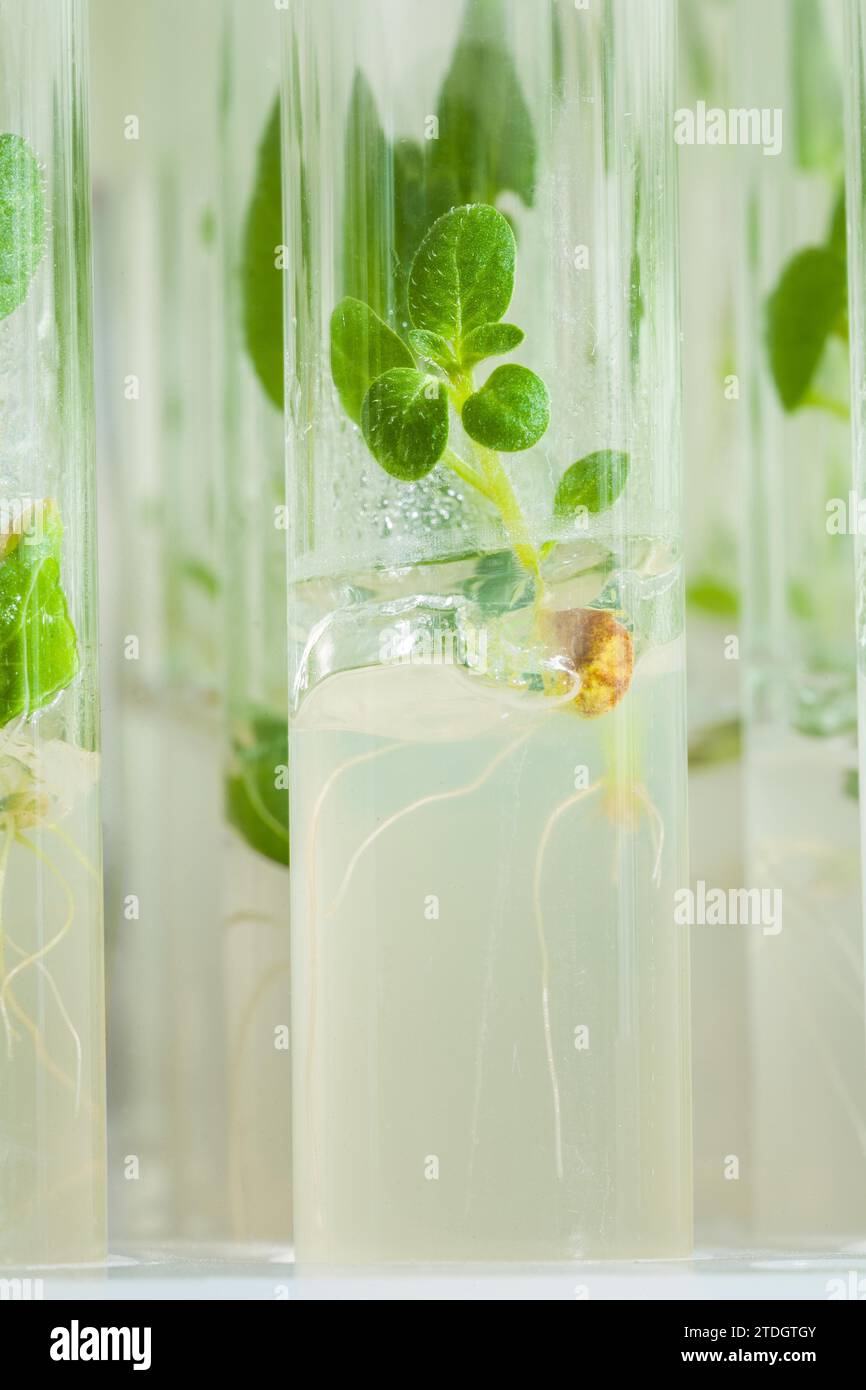 Macro image d'un petit plant de pomme de terre dans un tube de laboratoire Banque D'Images