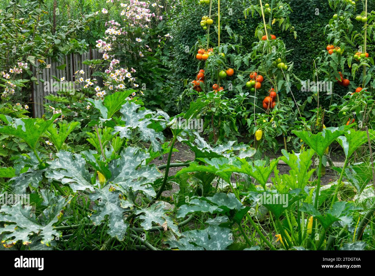 Envahi, légumes, jardin, allotissement, tomates, plantes, en croissance Banque D'Images