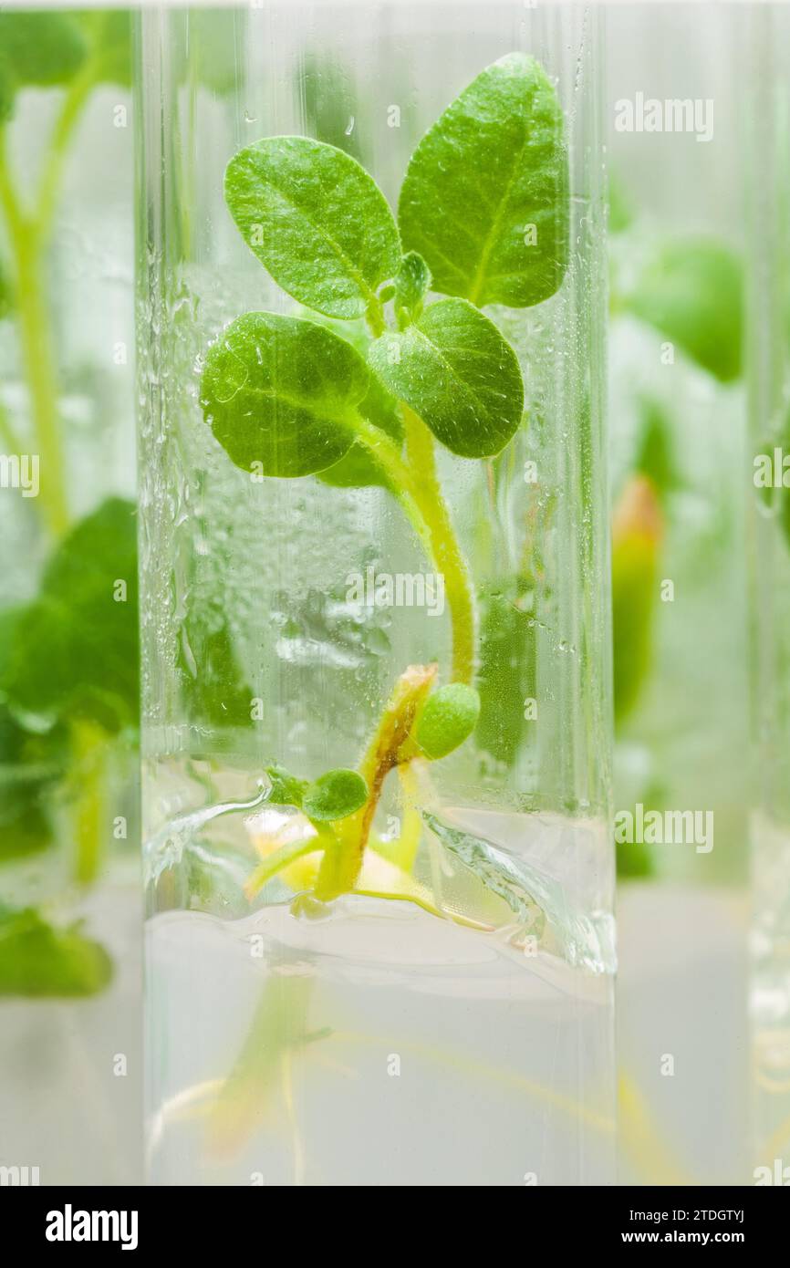Macro-image d'un plant de pomme de terre dans un tube de laboratoire avec milieu de culture Banque D'Images