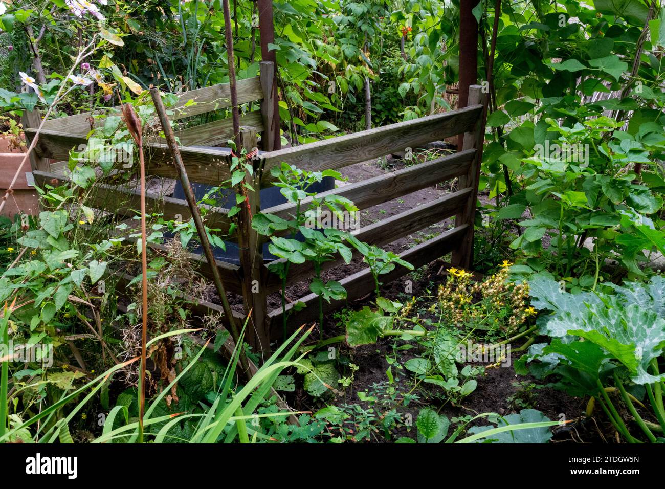 Vieux composteur en bois dans un jardin envahi Banque D'Images