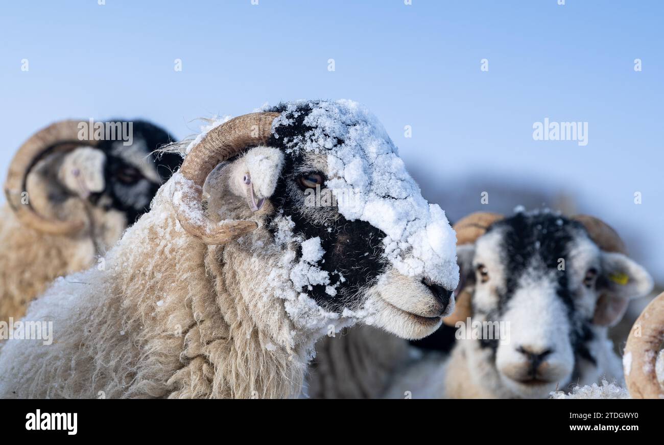 Swaledale brebis couvertes de neige sur un moring d'hiver. Parc national des Yorkshire Dales, Royaume-Uni. Banque D'Images