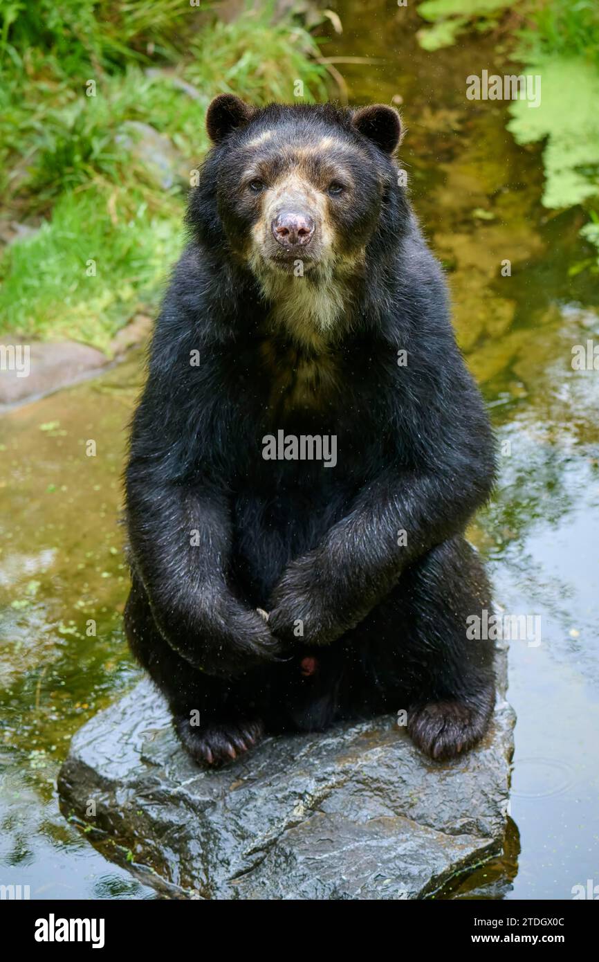 Ours à lunettes (Tremarctos ornatus), assis curieusement sur une pierre dans un étang, captif, Allemagne Banque D'Images