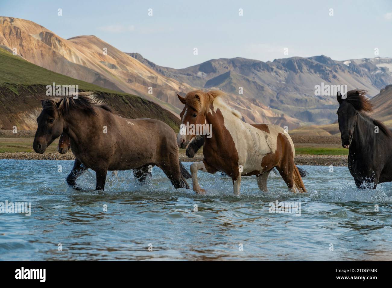 Islandpferde BEI der Durchquerung eines Flusses im isländischen Hochland BEI Landmanalaugar Banque D'Images
