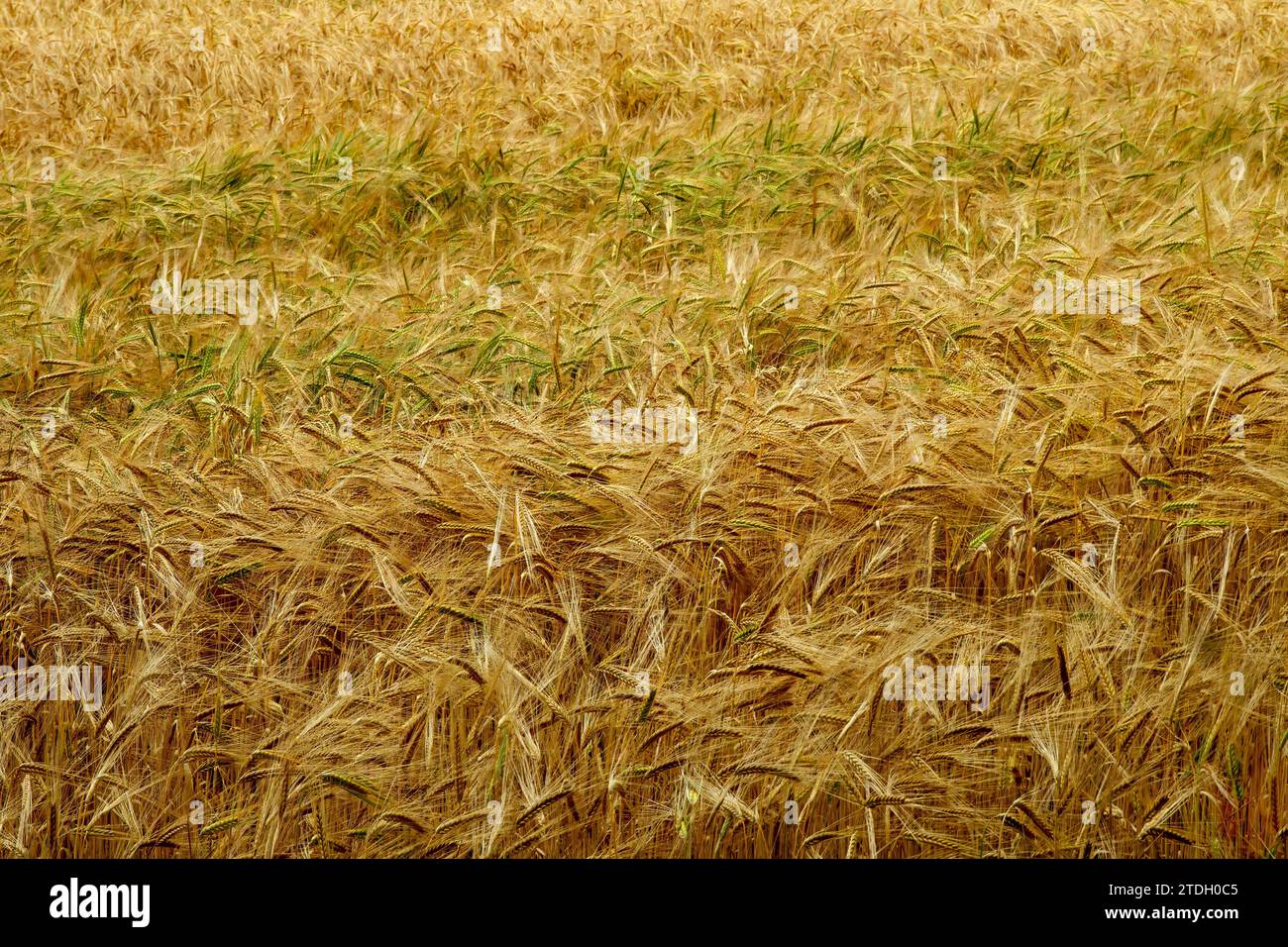 Agriculture arable montrant la récolte d'orge Banque D'Images