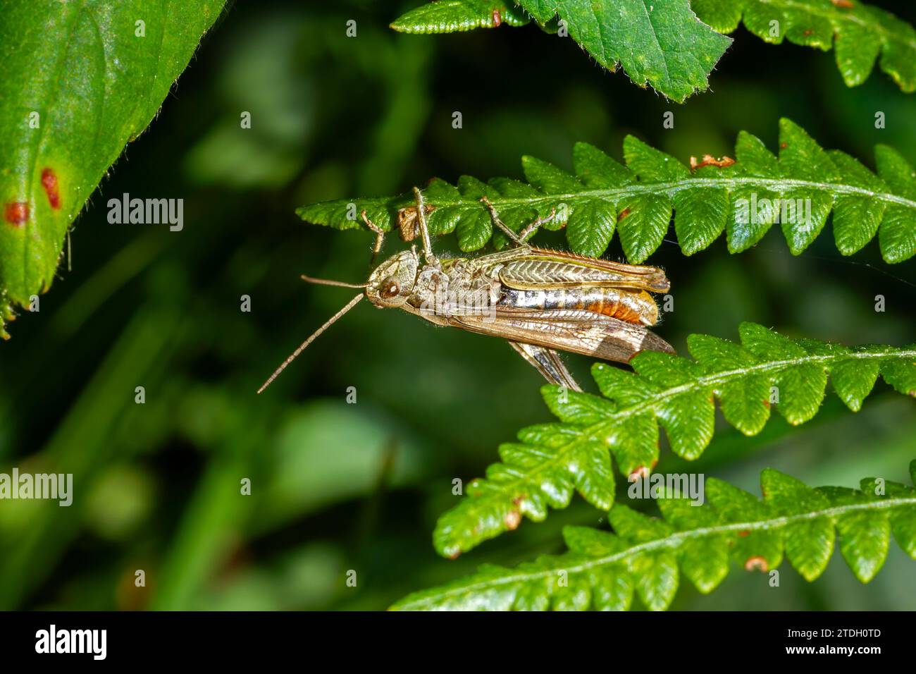 Field Grasshopper sur Bracken Banque D'Images