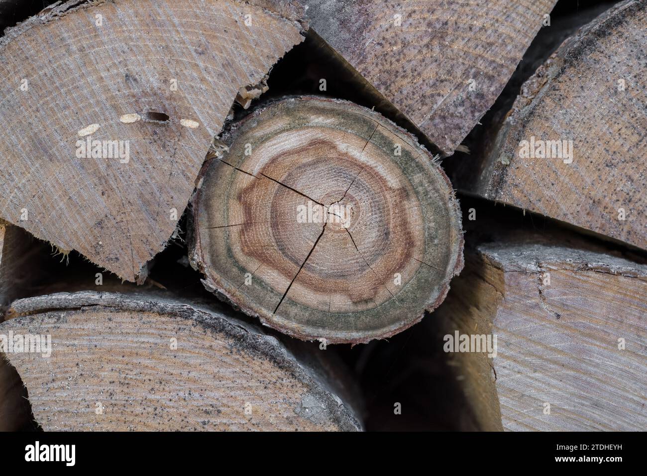 Fond abstrait fait avec des troncs en bois de divers arbres fraîchement récoltés empilés les uns sur les autres dans un mur. Exemple de matériau de biomasse. Banque D'Images