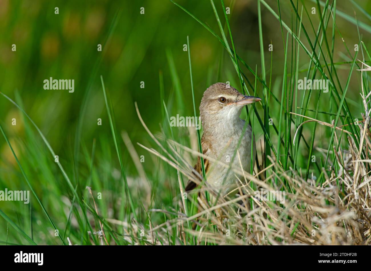Grande Paruline de roseau (Acrocephalus arundinaceus), gros plan de l'oiseau se nourrissant parmi les herbes dans une zone humide au printemps. Banque D'Images