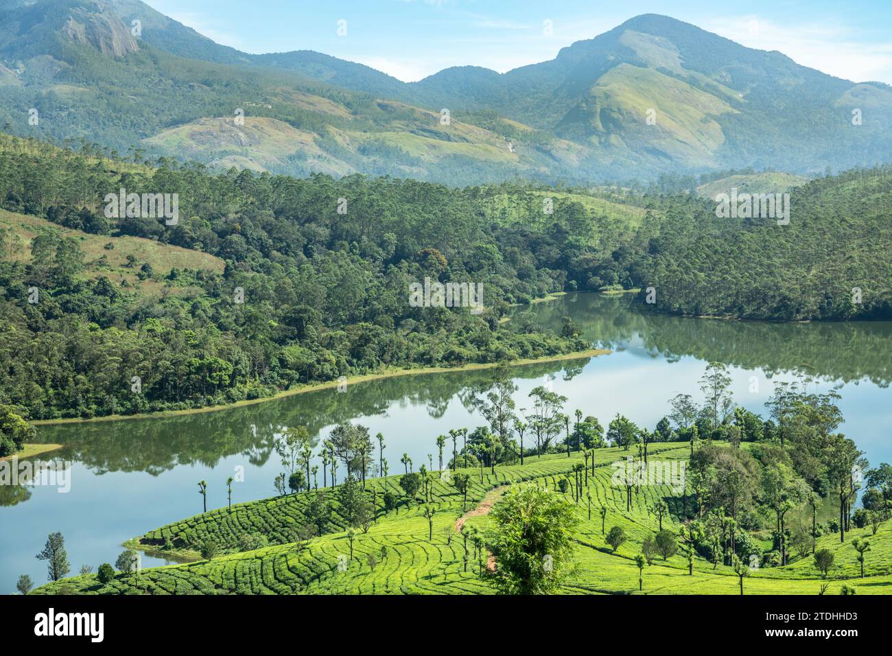 Champs verts de plantations de thé sur le paysage des collines et le lac Anayirankal, Munnar, Kerala, Inde du sud Banque D'Images