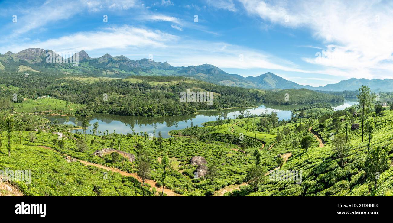Champs verts de plantations de thé sur le paysage des collines et le lac Anayirankal, Munnar, Kerala, Inde du sud Banque D'Images
