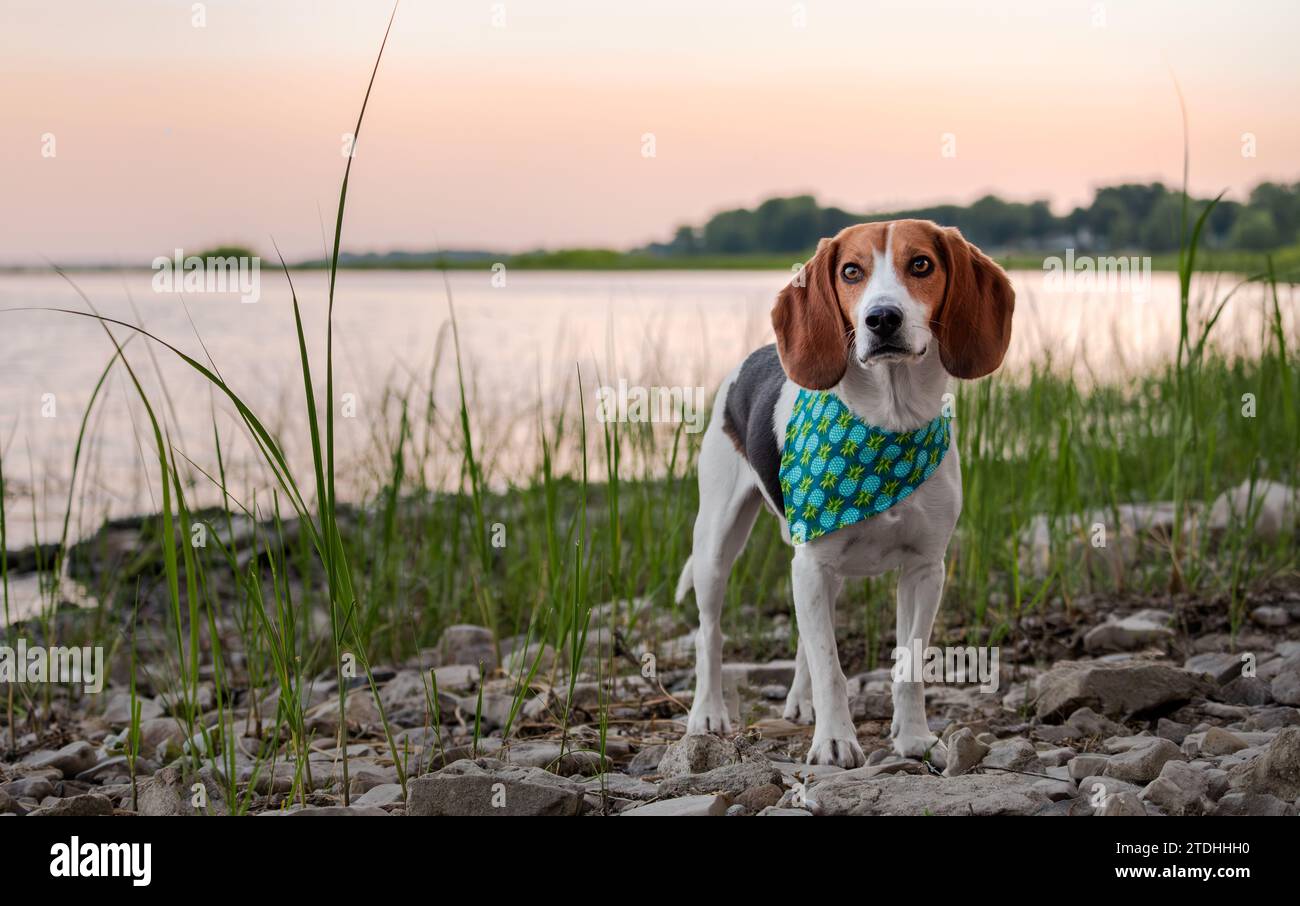 Chien Beagle debout sur la rive du lac au coucher du soleil. Banque D'Images