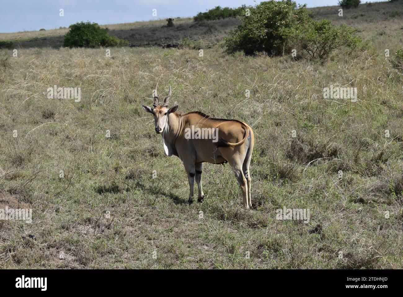 Une antilope Kudu adulte regardant la caméra sur les plaines herbeuses du parc national de Nairobi Banque D'Images