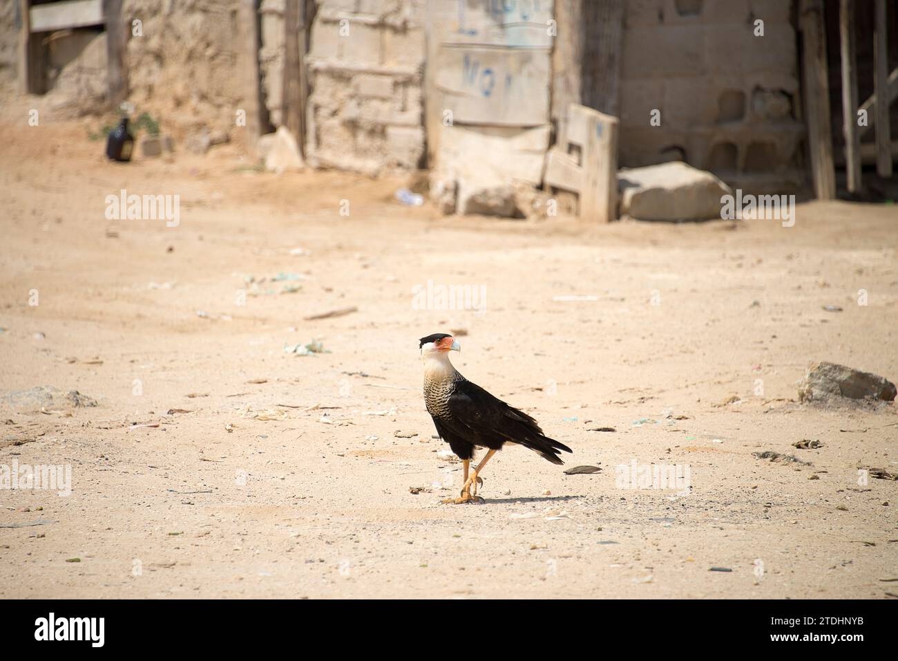 Oiseau charognard à la recherche de nourriture dans un village de Guajira Banque D'Images