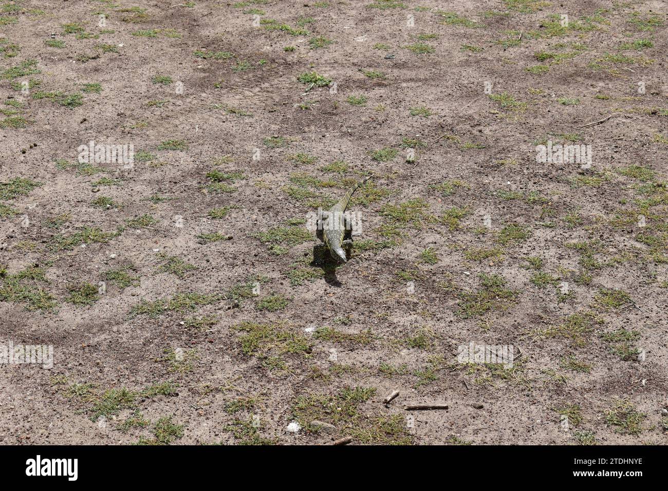 Lézard tacheté vert marchant sur sol sec dans le parc national de Nairobi Banque D'Images