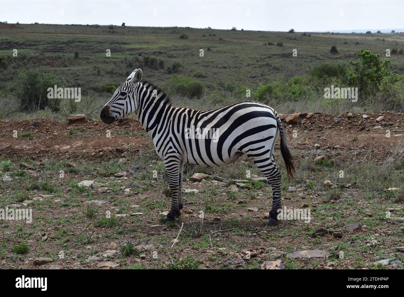 Gros plan d'un zèbre adulte dans les plaines herbeuses du parc national de Nairobi Banque D'Images