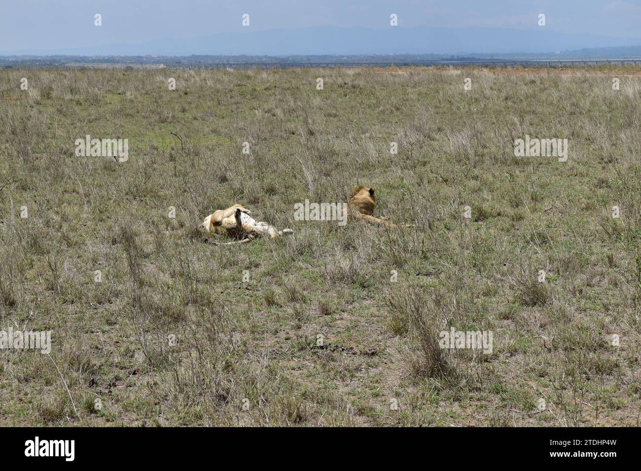 Deux lions femelles reposant sur les plaines herbeuses du parc national de Nairobi Banque D'Images