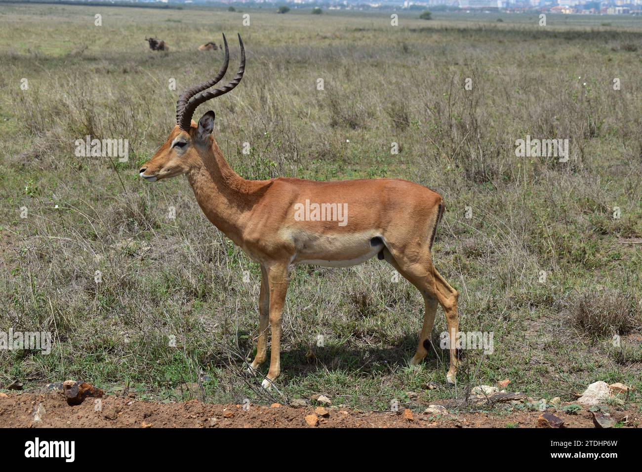 Gros plan d'une gazelle antilope debout sur l'herbe dans le parc national de Nairobi Banque D'Images