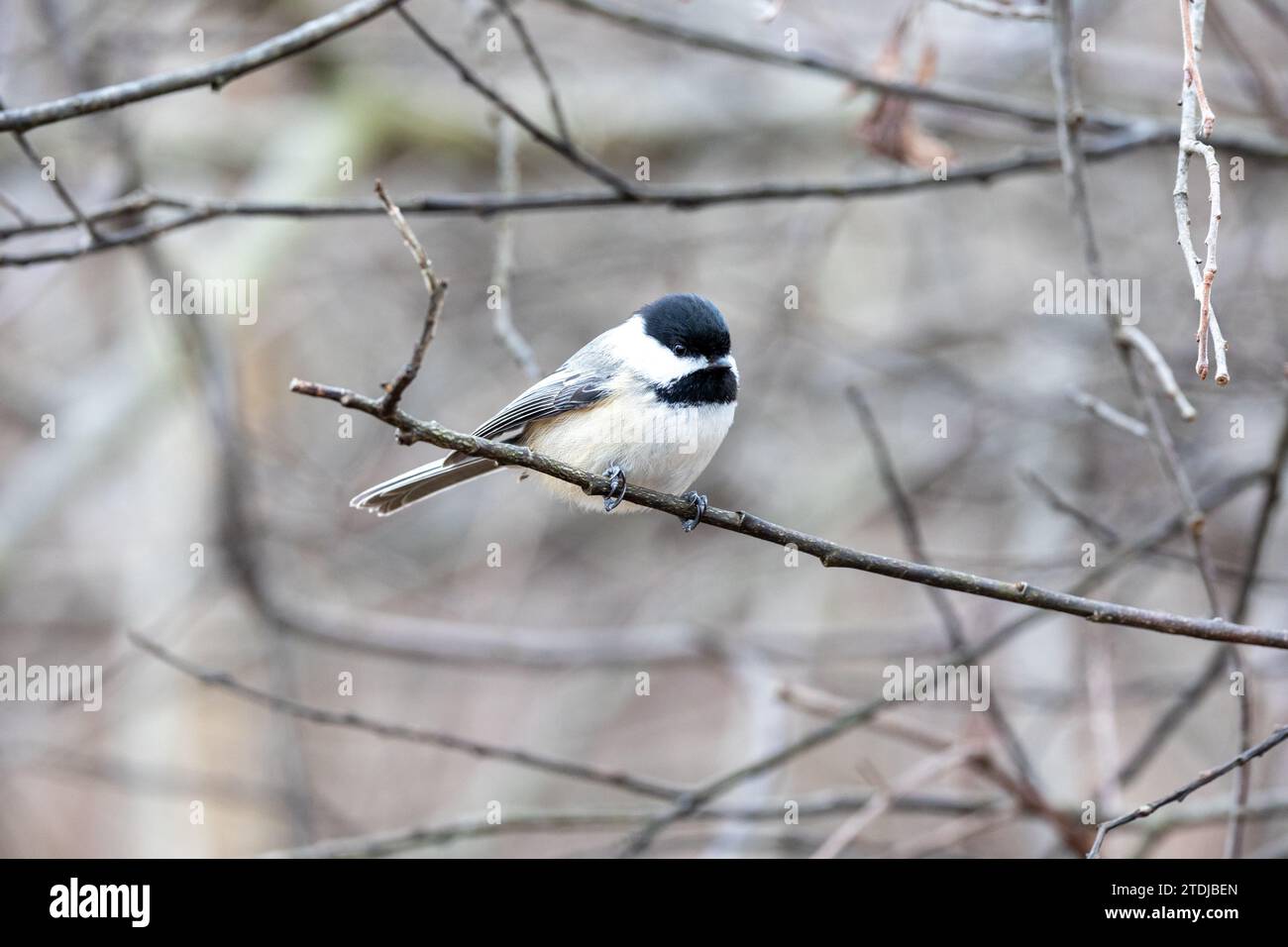 Portrait d'une chickadee à coiffe noire Banque D'Images