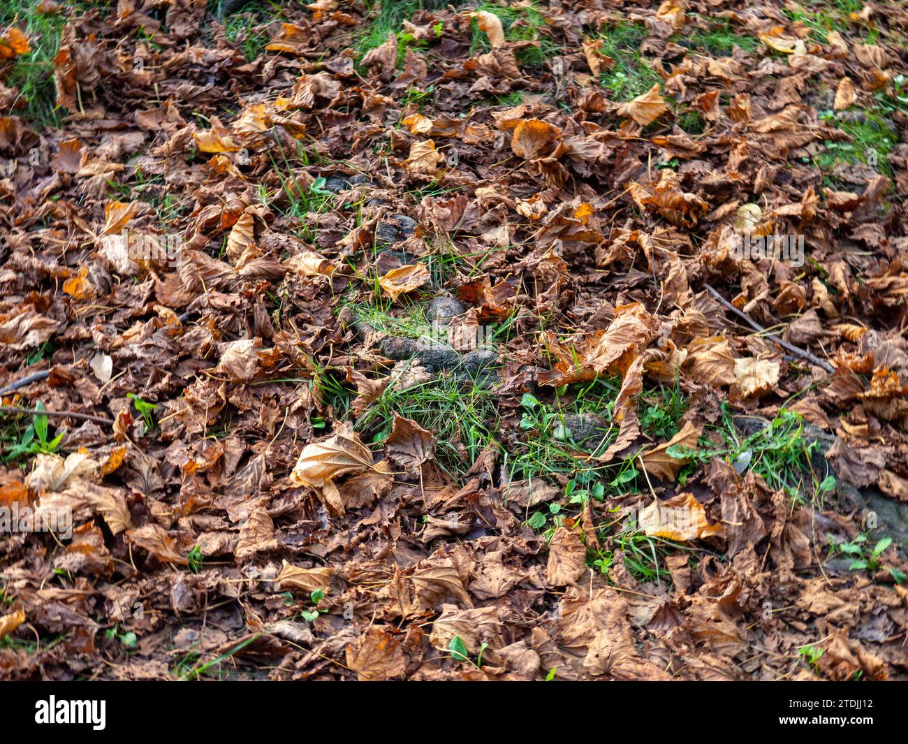 Concept d'automne. Les feuilles sèches reposent sur l'herbe verte. Décembre dans les régions subtropicales. Pelouse dans le parc en décembre Banque D'Images