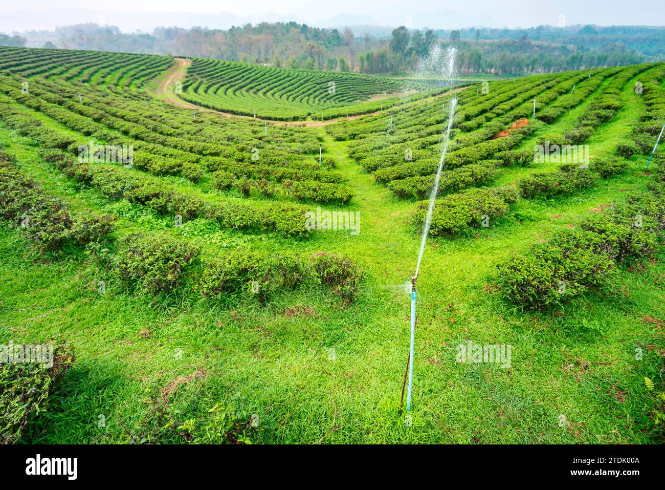 Des centaines de rangées de plantes de thé thaï luxuriantes, régulièrement aspergées d'eau pour rester en bonne santé, dans l'une des grandes zones de culture du thé de Thaïlande. Un lan brumeux et enfumé Banque D'Images