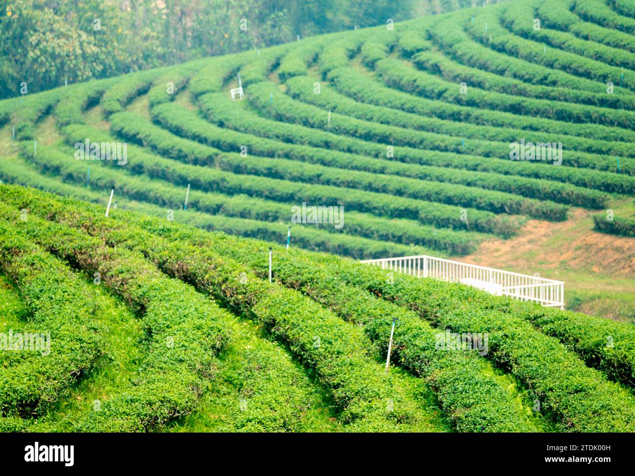 District de Mae Chan, Chiang Rai, Thaïlande-Mars 30 2023 : les cueilleurs de thé récoltent des feuilles, pendant la récolte de fumée 'saison brûlante' dans la campagne, sur le SLO Banque D'Images