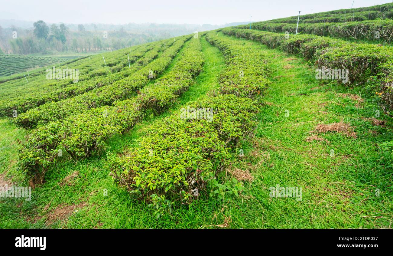 Des centaines de rangées de plantes de thé thaï luxuriantes, régulièrement aspergées d'eau pour rester en bonne santé, dans l'une des grandes zones de culture du thé de Thaïlande. Un lan brumeux et enfumé Banque D'Images