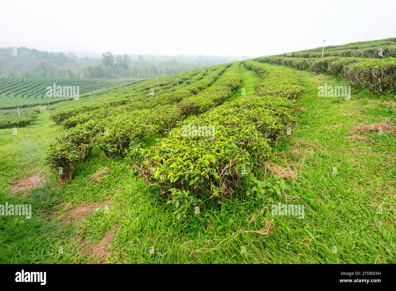 Des centaines de rangées de plantes de thé thaï luxuriantes, régulièrement aspergées d'eau pour rester en bonne santé, dans l'une des grandes zones de culture du thé de Thaïlande. Un lan brumeux et enfumé Banque D'Images