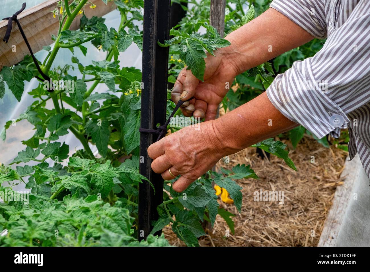 Jardinier biologique attachant des plants de tomates sains et vigoureux à des piquets avec des liens en tissu doux dans un tunnel de cerceau Banque D'Images