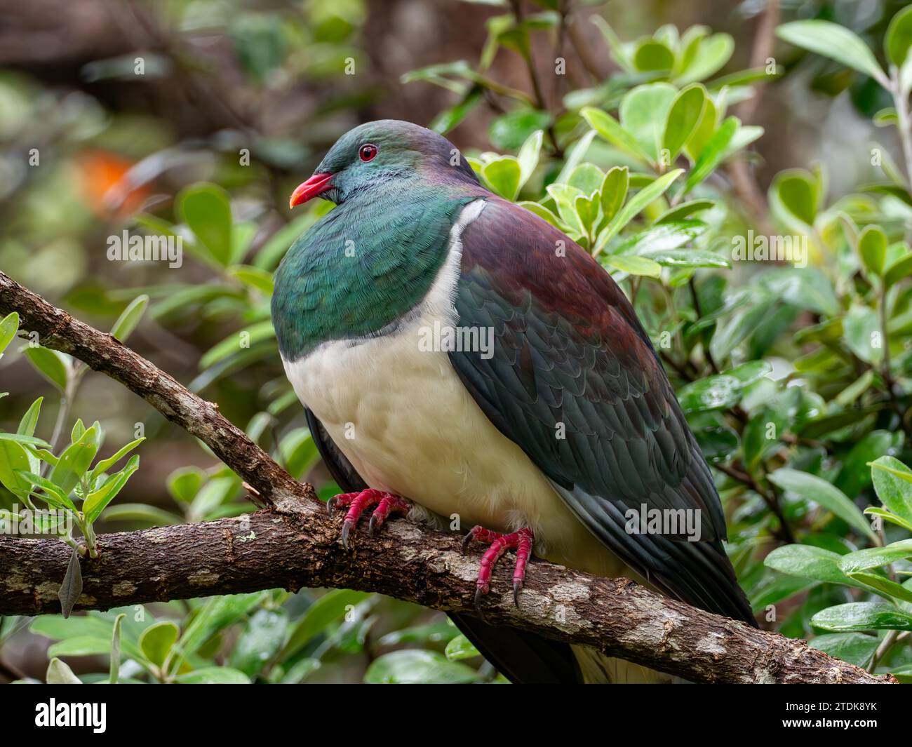 Pigeon de Nouvelle-Zélande, Hemiphaga novaeseelandiae, un oiseau endémique trouvé en Nouvelle-Zélande Banque D'Images