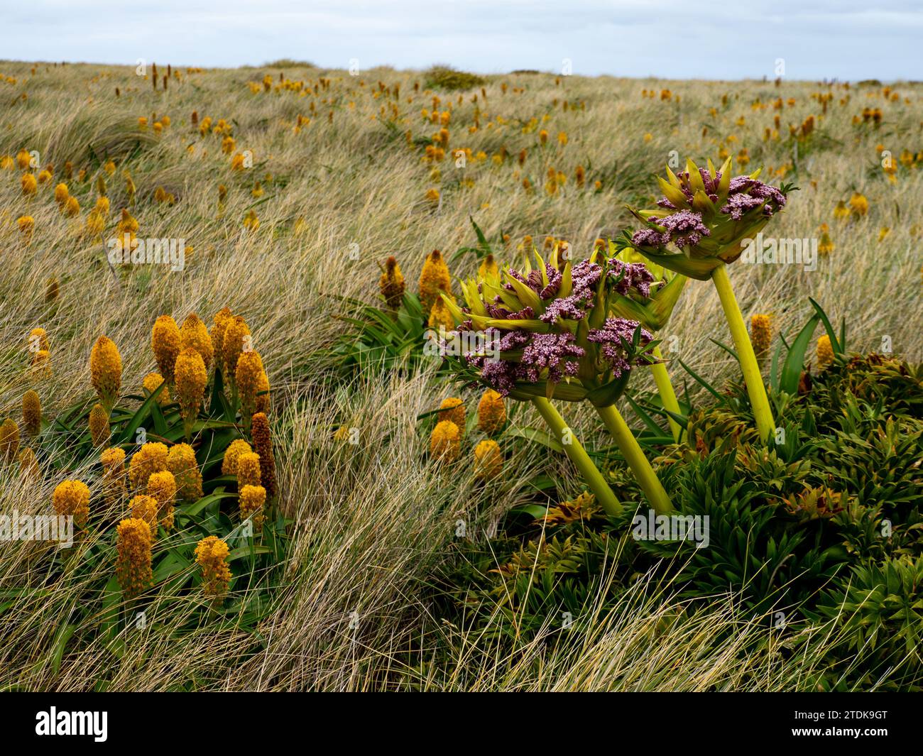 Ross Lilly, Bulbinella rossii, et Campbell carotte, Anisotome latifolia, mégaherbe poussant sur l'île Enderby, les îles Auckland, la Nouvelle-Zélande subantarctique Banque D'Images