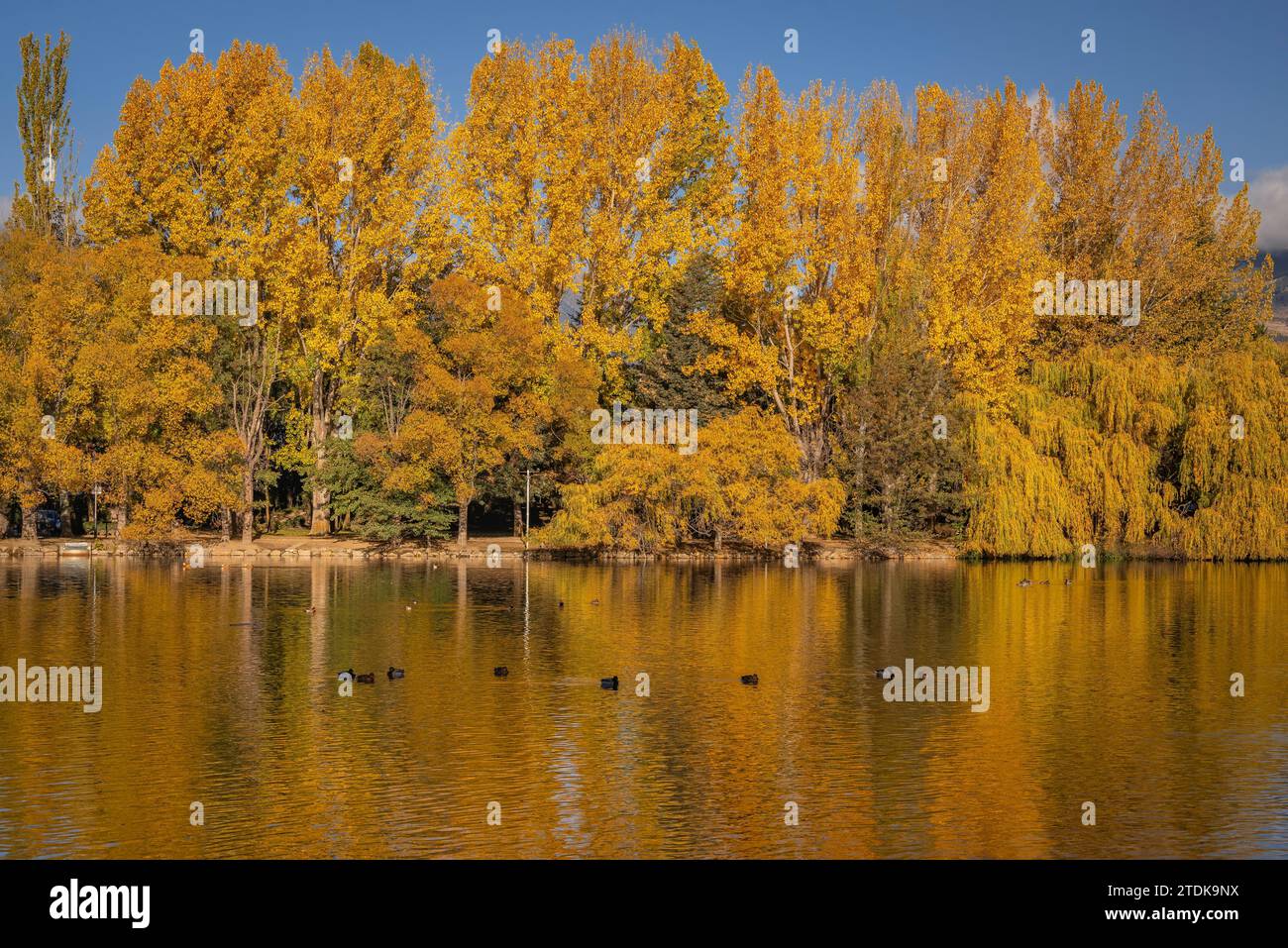 Étang de Puigcerdà en automne avec le changement de couleur dans les arbres (Cerdanya, Gérone, Catalogne, Espagne, Pyrénées) ESP : Lago de Puigcerdà en otoño (Gérone) Banque D'Images
