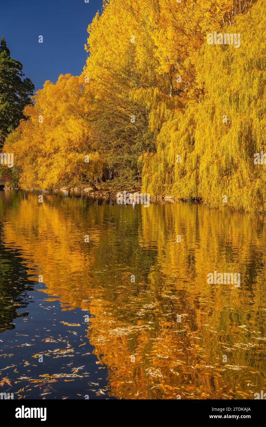 Étang de Puigcerdà en automne avec le changement de couleur dans les arbres (Cerdanya, Gérone, Catalogne, Espagne, Pyrénées) ESP : Lago de Puigcerdà en otoño (Gérone) Banque D'Images