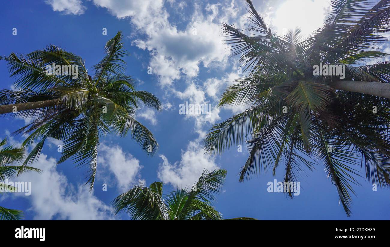 feuilles de la couronne d'un cocotier vues d'en bas contre le ciel bleu. Isolé sur le concept de durabilité végétale et environnementale. Bleu clair Banque D'Images