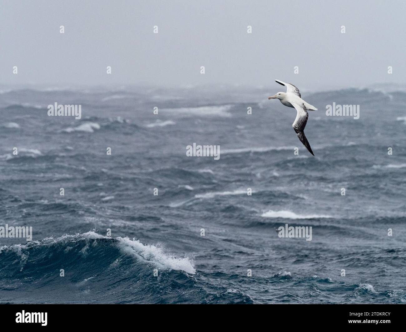 Albatros royal du sud, Diomedea epomophora, glisse sur l'océan austral au large des îles subantarctiques de Nouvelle-Zélande Banque D'Images