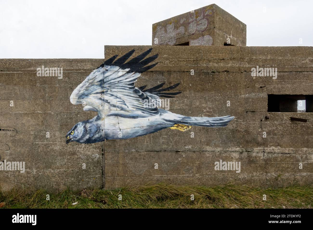 Peinture d'un oiseau harrier des marais sur le vieux bunker de la réserve naturelle nationale de Swale, un site de faune côtière sur l'île de Sheppey, Kent, Angleterre, Royaume-Uni Banque D'Images