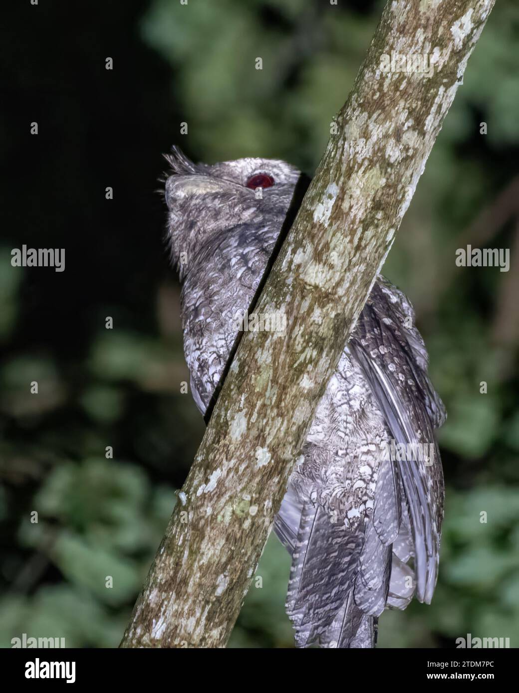 Mouches papoues (Podargus papuensis) observées à Waigeo en Papouasie occidentale, Indonésie Banque D'Images