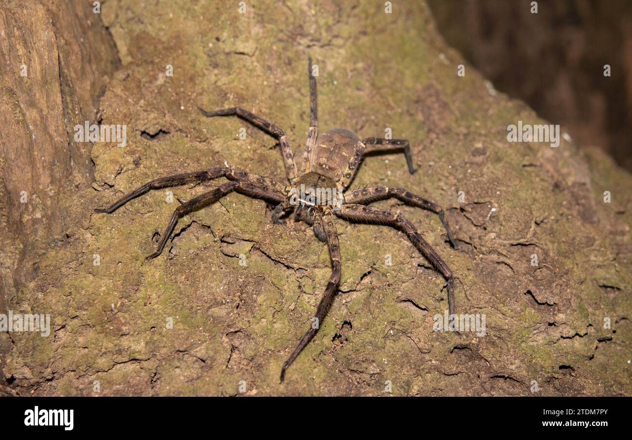 araignée huntsman sur un arbre Banque D'Images