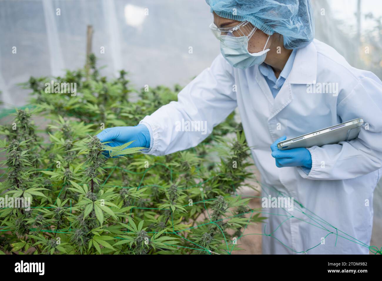 Chercheur professionnel travaillant dans le domaine du chanvre, Cannabis Sativa concepts de recherche CBD Oil Herbal Medicines. Banque D'Images