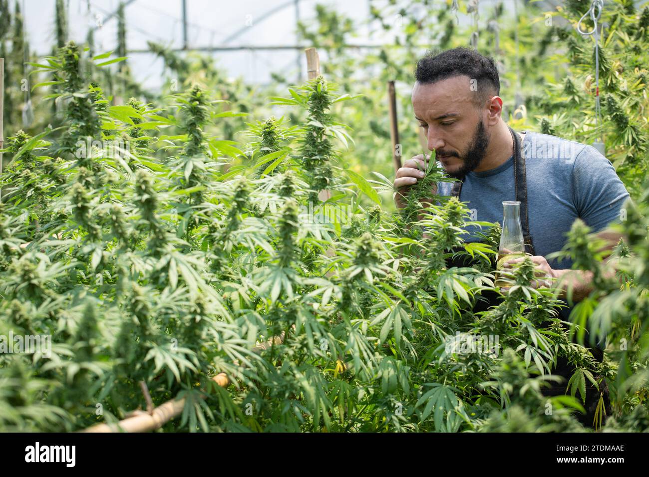 Chercheur professionnel travaillant dans le domaine du chanvre, Cannabis Sativa concepts de recherche CBD Oil Herbal Medicines. Banque D'Images