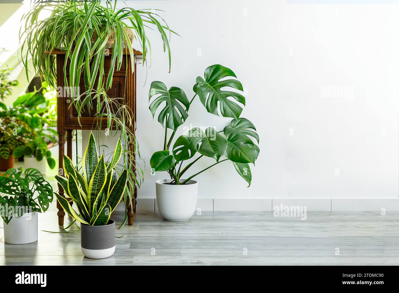 Variété de plantes d'intérieur - sansevieria, monstera, chlorophytum dans la pièce avec des murs clairs, concept de jardin intérieur Banque D'Images