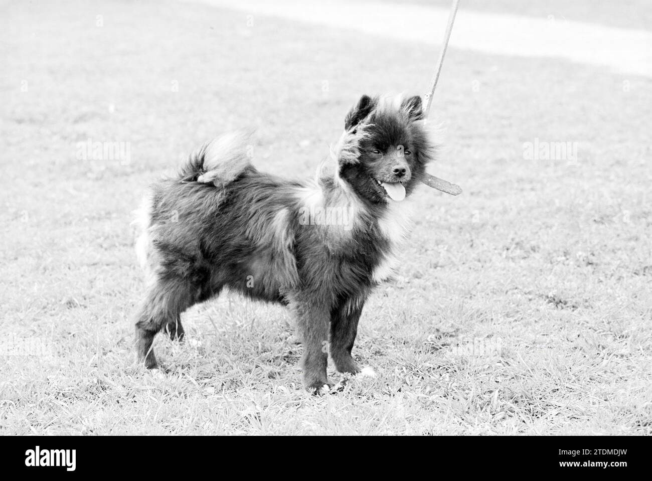 Wagging your tail, IJm., chiens, IJmuiden, pays-Bas, 07-05-1979, Whizgle nouvelles du passé, adaptées à l'avenir. Explorez les récits historiques, l'image de l'agence néerlandaise avec une perspective moderne, comblant le fossé entre les événements d'hier et les perspectives de demain. Un voyage intemporel façonnant les histoires qui façonnent notre avenir Banque D'Images
