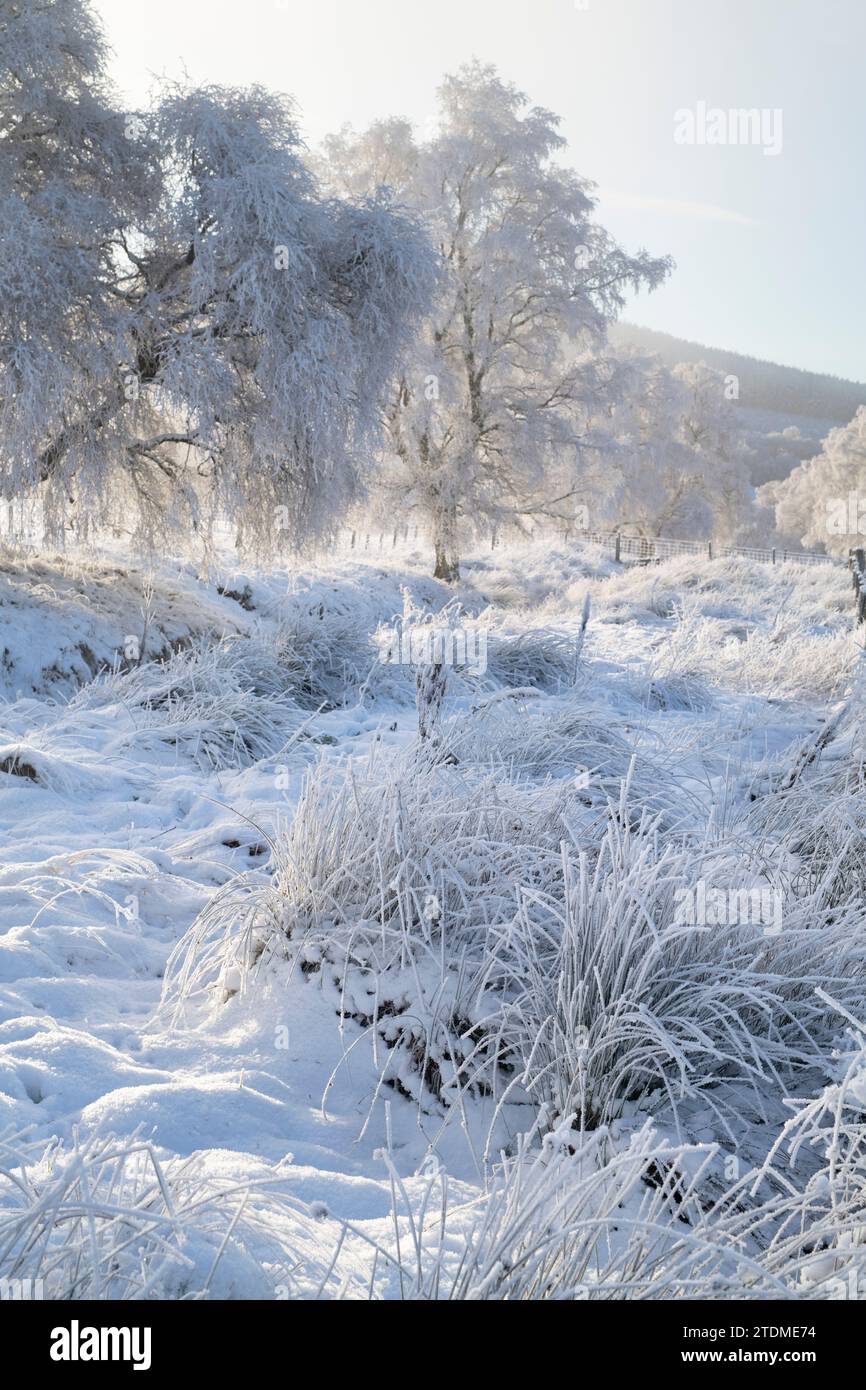 Brume de décembre, neige et givre de canular sur les bouleaux argentés dans la campagne de la Moray. Morayshire, Écosse Banque D'Images