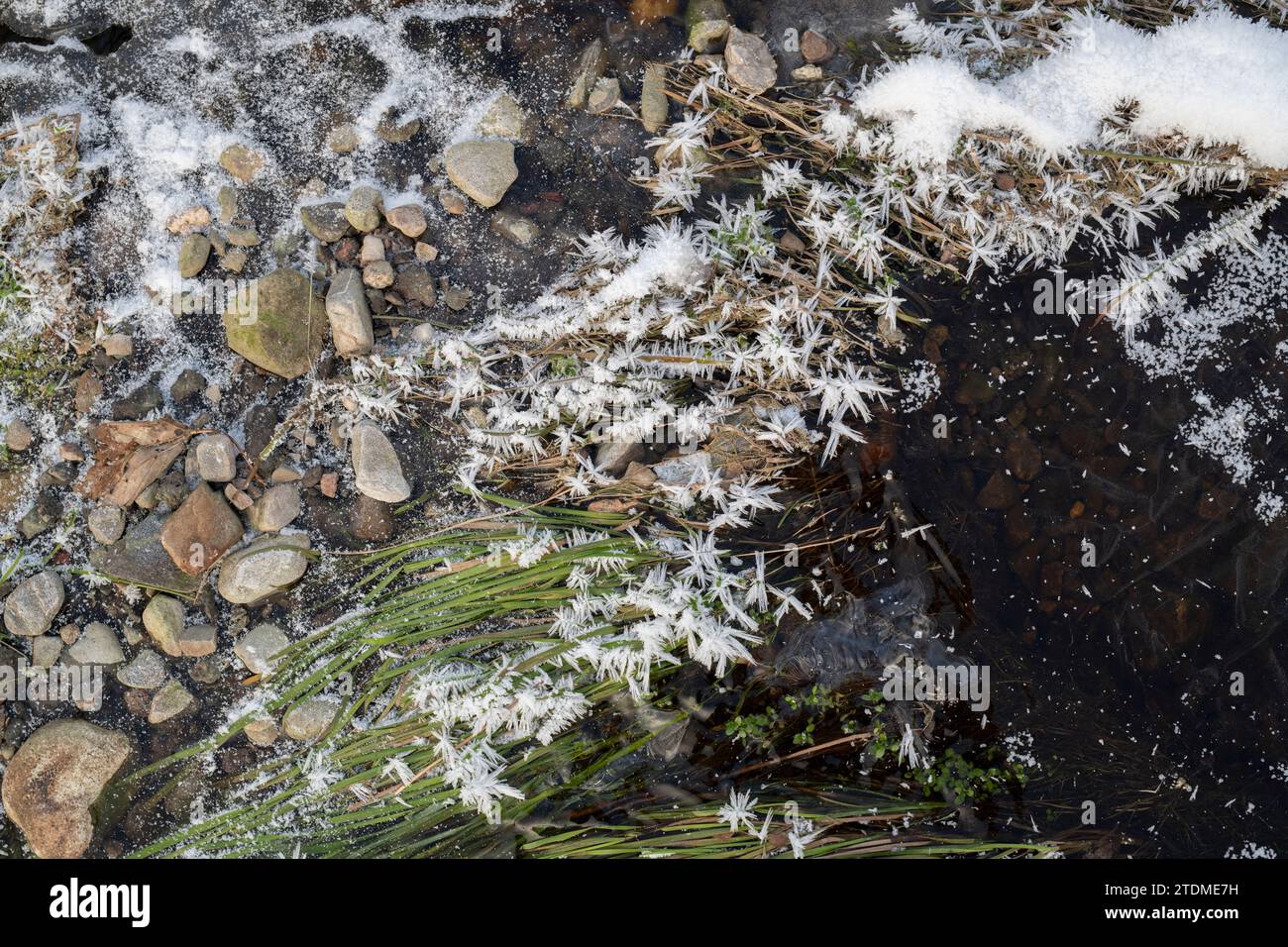 Herbe gelée dans une brûlure écossaise. Highlands, Écosse Banque D'Images