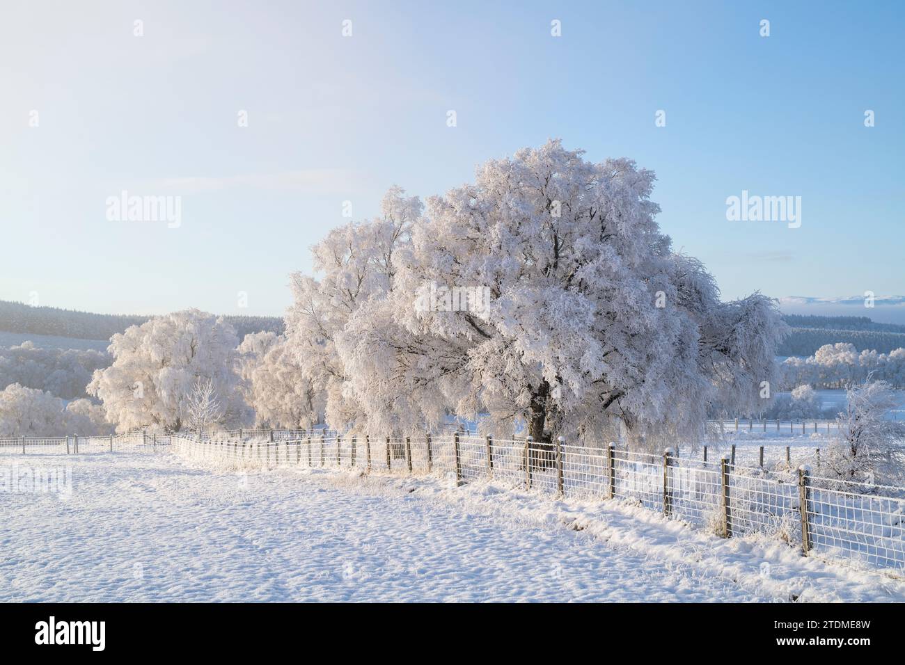 Brume de décembre, neige et givre de canular sur les bouleaux argentés dans la campagne de la Moray. Morayshire, Écosse Banque D'Images