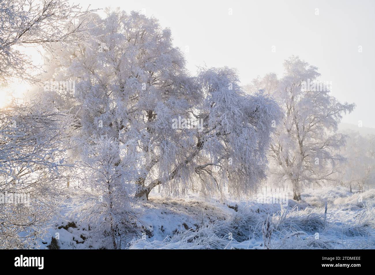 Neige de décembre, brouillard et gelée de canular sur les bouleaux argentés dans la campagne de la Moray. Morayshire, Écosse Banque D'Images
