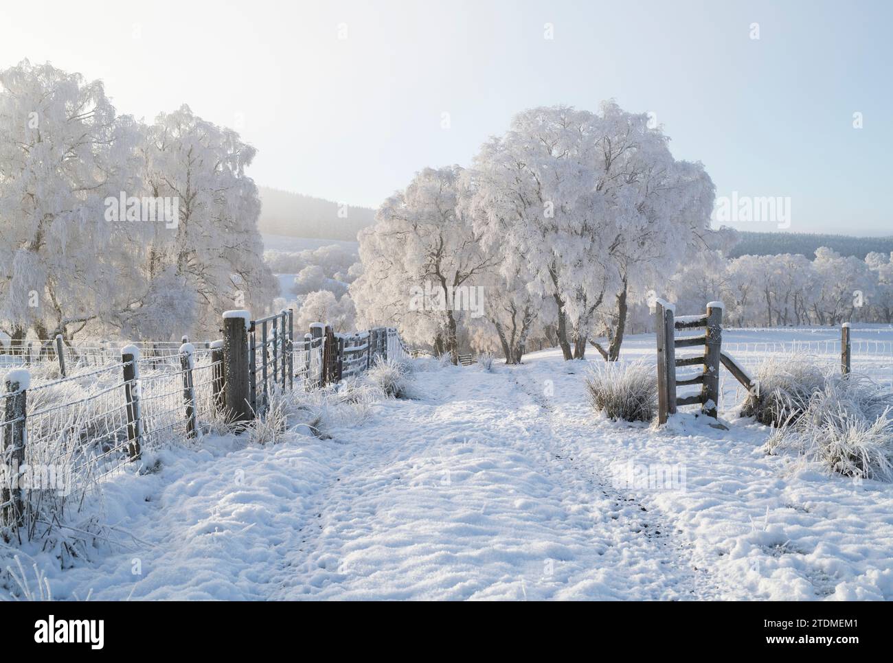 Neige de décembre, brume et gelée de canular sur les bouleaux argentés dans la campagne de la Moray. Morayshire, Écosse Banque D'Images