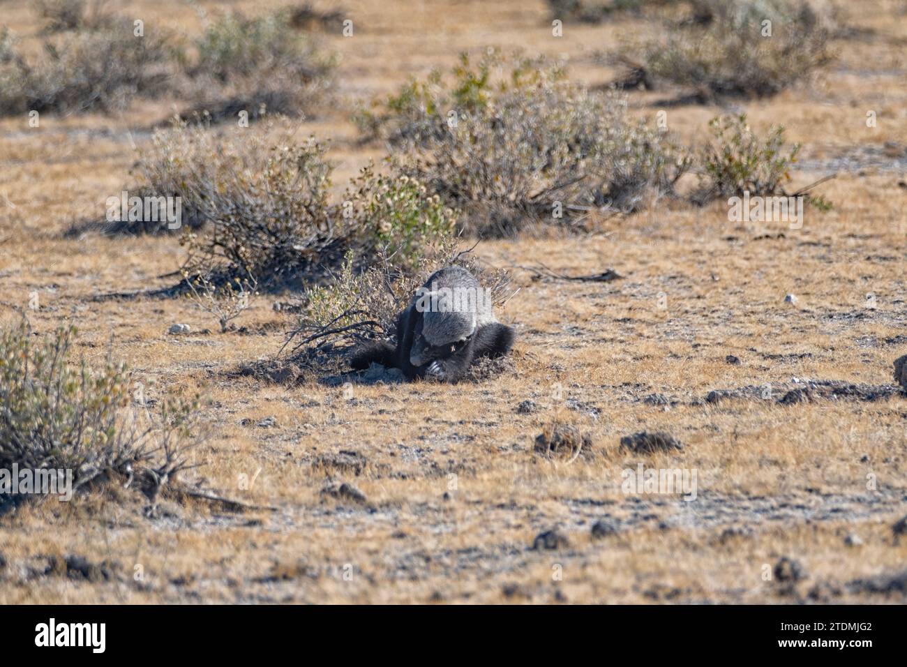 Honey Badger Mellivory capensis Ratel Etosha National Park Afrique Namibie NP Banque D'Images