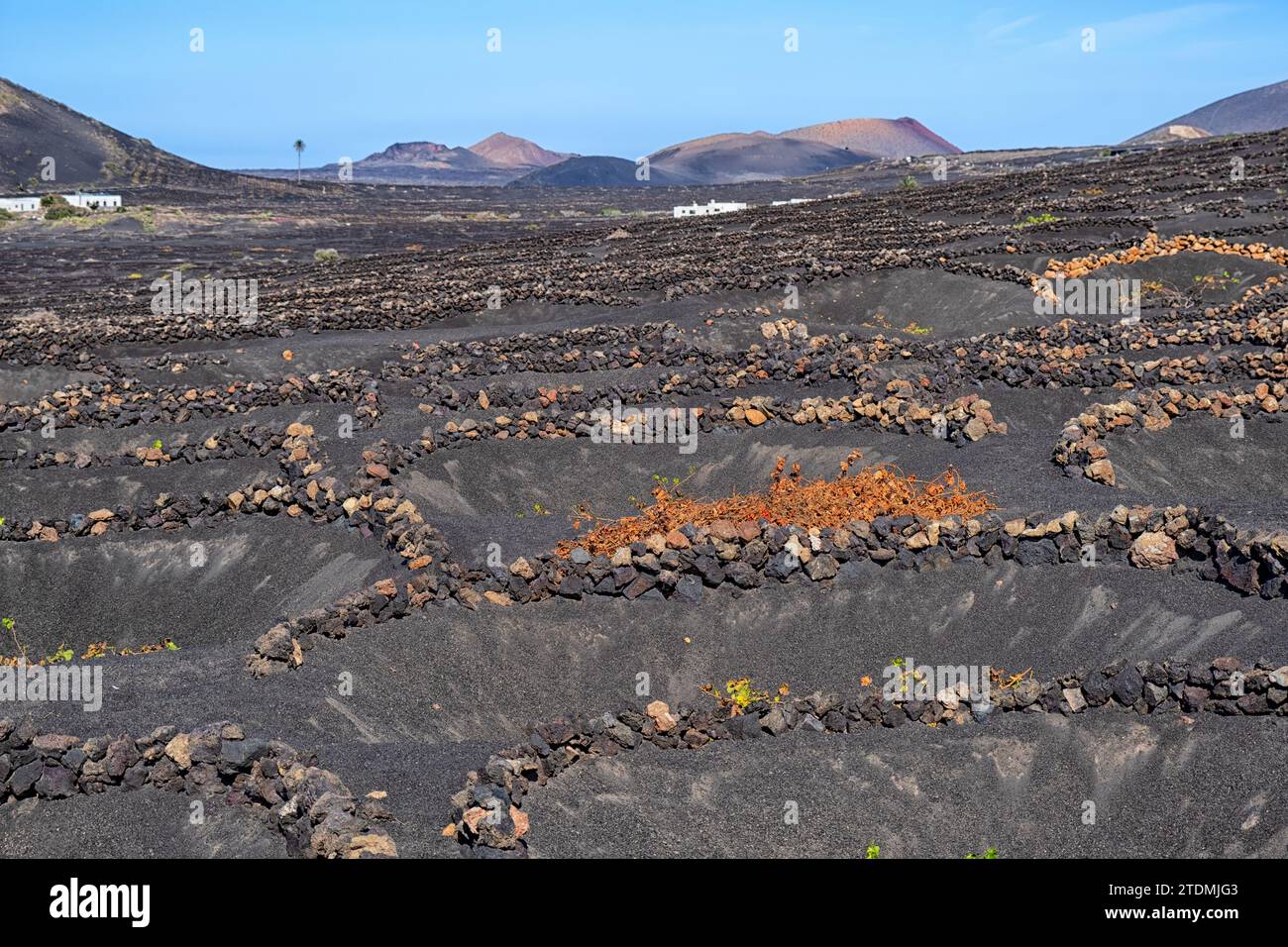 Viticulture volcanique, peintures murales en pierre de lave et creux protégeant les vignes, , île de Lanzarote, îles Canaries, Espagne, Europe Banque D'Images