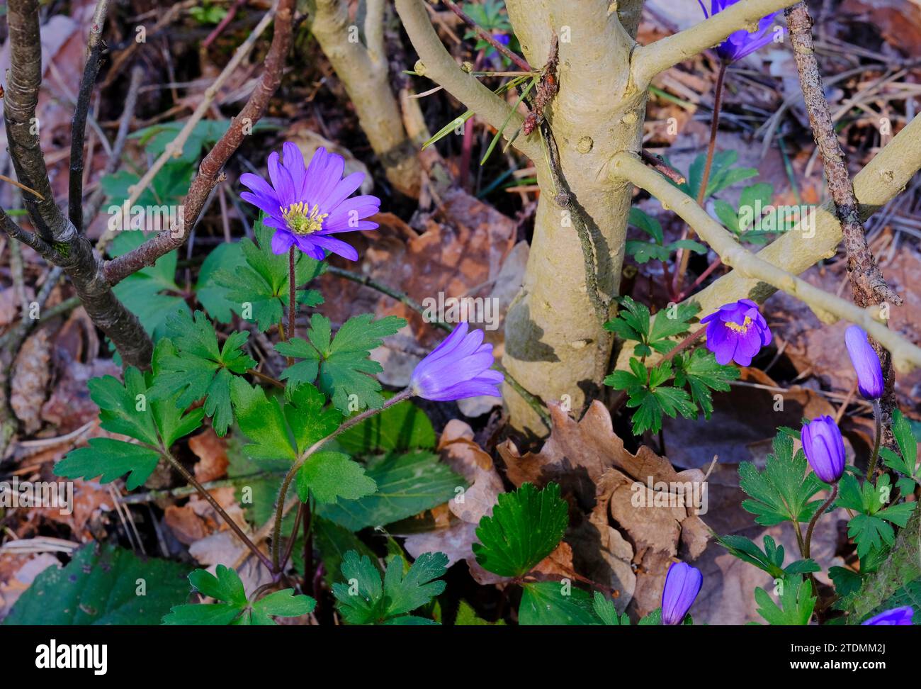 Anemone blanda,Balkan-Windröschen,Blüte,Blau,Frühjahr,Frühblüher,Anemoneblanda,Balkanwindröschen Banque D'Images